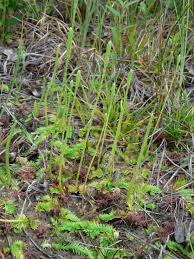 Image result for Lycopodiella caroliniana