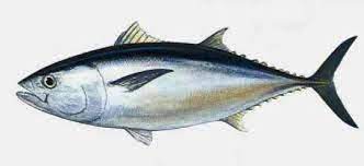 Maybe you would like to learn more about one of these? Kandungan Gizi Ikan Tongkol Dan Manfaatnya Wartasolo Com Berita Dan Informasi Terkini