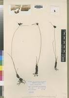 Image result for Pycreus nigricans