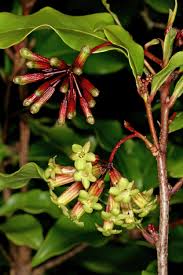 Image result for Peddiea