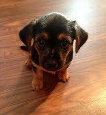 Black And Brown Yorkie Mix Black Lab Yorkie Mix Baby Dogs Yorkie Mix Puppies