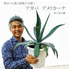 数量限定 耐寒性アガベ アメリカーナ アオノリュウゼツラン 青の竜舌蘭 寒さにも強く庭植えが可能 男の植物 デカい 耐暑性も抜群 メッセージカード ラッピング不可