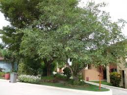 Image result for Ficus lutea