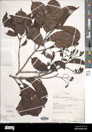 Image result for Corynanthe