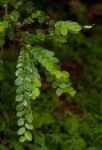 Image result for Phyllanthus engleri