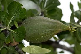 Image result for Gardenia volkensii