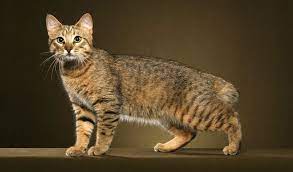 Pixiebob Cat Breed Information Cat Breeds Pixie Bob Cats Cats