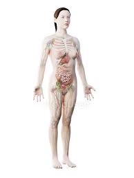 Anatomy of the abdomen and groin. Human Body Model Showing Female Anatomy With Internal Organs Digital 3d Render Illustration Veins Biology Stock Photo 308610834