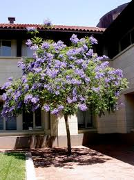 Image result for Jacaranda mimosifolia