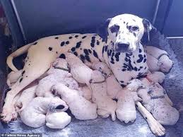 Une Dalmatienne De 3 Ans A Eu Une Portee De 18 Chiots Un Nouveau Record Chiot Dalmatiens Chiots Labrador