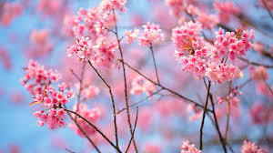 But he just posted a wallpaper for. Get Cherry Blossoms Microsoft Store