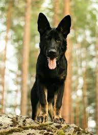 I do only a few litters a year….if not one…i breed high quality not quantity. I Love That He S All Black Except His Paws Germanshepherd German Shepherd Dogs German Shepherd Puppies Shepherd Puppies