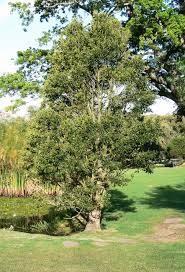 Image result for Ilex mitis