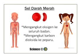 Check spelling or type a new query. Sains Biologi Sel Haiwan Anda Dasler Classroom è¯»ä¹¦ä¹åŠ Facebook
