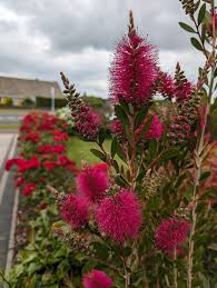 Image result for Callistemon