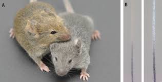 Can now be found as a hooker on the net. Loci Associated With Skin Pigmentation Identified In African Populations Science
