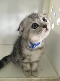 The broadly spaced eyes and short the munchkin cat has a dominant mutant gene which presents in shortened legs. Scottish Fold Kittens Manhattan Puppies Kittens