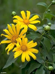 Image result for Tithonia diversifolia