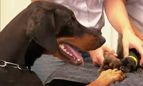 ** one male puppy has become available due to unforeseen circumstances. Perth Doberman Gives Birth To Record Number Of 18 Puppies Daily Mail Online