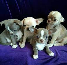 Buy kci registered chihuahua puppies. Chihuahua Puppies For Adoption Chihuahua Puppies For Adoption In Oregon Chihuahua Puppies For Adoption In Ohio Chihuahua Puppies For Adoption In Florida Chihuahua Puppies For Adoption In Texas Chihuahua Puppies For