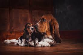 A reservation deposit is required and pickup of all puppies are. Basset Hound Puppies Available In Phoenix Tucson Az