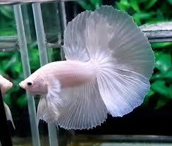Live Betta Fish Male Gorgeous White Clear Hm Dtlb167 Usa Only Video Included Betta Fish Betta Fish