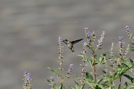 Image result for Vitellariopsis