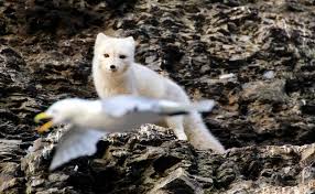 There are two color phases. Arctic Fox Facts Pictures More About Arctic Fox