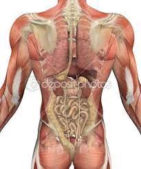 Pin On Anatomia Humana Human Anatomy