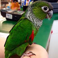 Black Birds You Can Have As Pets Black Cap Conure Baby Conure Pet Bird Pet Birds