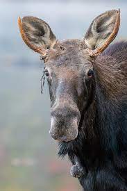 Nikon D3400 Review A Very Good Entry Level Dslr With Excellent Image Quality