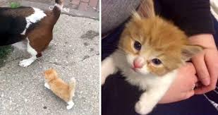 Try to see the world from another angle and. Stray Kitten Sprints Up To Man And Dog And Determined To Follow Them Home Man And Dog Cats And Kittens Adorable Kitten