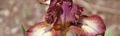 Look to see what part of the plant is most healthy and full looking and use that. Iris Have Changed Color Melinda Myers