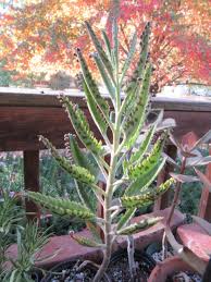 Image result for Kalanchoe lanceolata