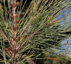 Image result for Casuarina littoralis