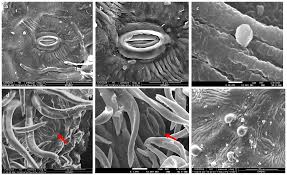 Image result for Triumfetta trichocarpa