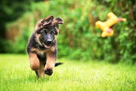 Ultimately, german shepherd owners have von stephanitz to thank for creating this confident and courageous canine. German Shepherd Dog Training At Rs 8000 Month à¤¡ à¤— à¤Ÿ à¤° à¤¨ à¤— à¤¸à¤° à¤µ à¤¸ à¤• à¤¤ à¤¤ à¤• à¤ª à¤°à¤¶ à¤• à¤·à¤£ à¤¸ à¤µ à¤ New Items Sam Pets Gallery Ujjain Id 21082762062