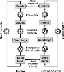 Flow Chart Describing The Life Histories Of Weeds In The In