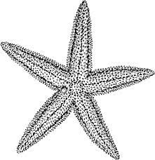 With a few crayons, your child can transform this black and white starfish into a beautiful creature. Best Hd Starfish Coloring Pages Free Kids Children And Adult Coloring Pages