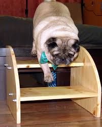 pin on pug dog memes photos