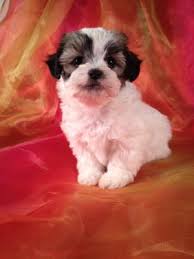 Our teddy bear puppies for sale come from either usda licensed commercial breeders or hobby breeders with no more than 5 breeding mothers. Teddy Bear Shih Tzu Bichon Breeder With Puppies For Sale Shipping To Pa Ma Md Fl Ca Nj Dc Nh Me And Many More States For Only 200