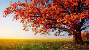 Download 4k wallpapers ultra hd best collection. Beautiful Pc Desktop Wallpapers Wallpaper Cave