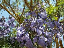 See 205 traveller reviews, 304 candid photos, and great deals for jacaranda hotel apts, ranked #54 of 70 hotels in protaras and rated 3.5. Jacaranda Trees 1080p 2k 4k 5k Hd Wallpapers Free Download Wallpaper Flare