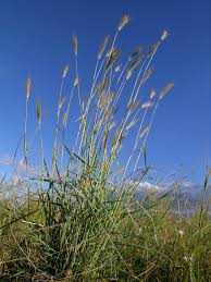 Image result for Dichanthium