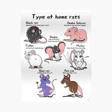 See more ideas about dumbo rat, rats, pet rats. Blue Dumbo Rat Posters Redbubble