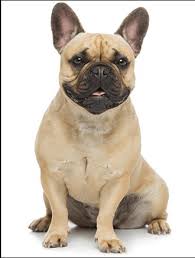 Happy, fluffy f1b female with a pretty red smooth coat. French Bulldog Training Temperament Breed History