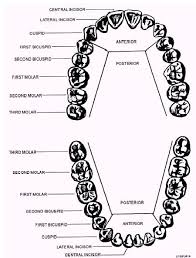 Location Of The Teeth