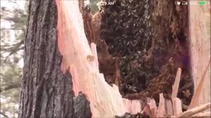 They just seemed to climb in a short way and then come out. Removing Honey Bees From A Tree Youtube