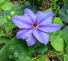 Listings of several flower types and colours with their meanings, ie: Fawn S Breath New Hampshire Garden Solutions