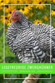 Zwerghuhnerrassen Die Qual Der Wahl Auswahlhilfe
